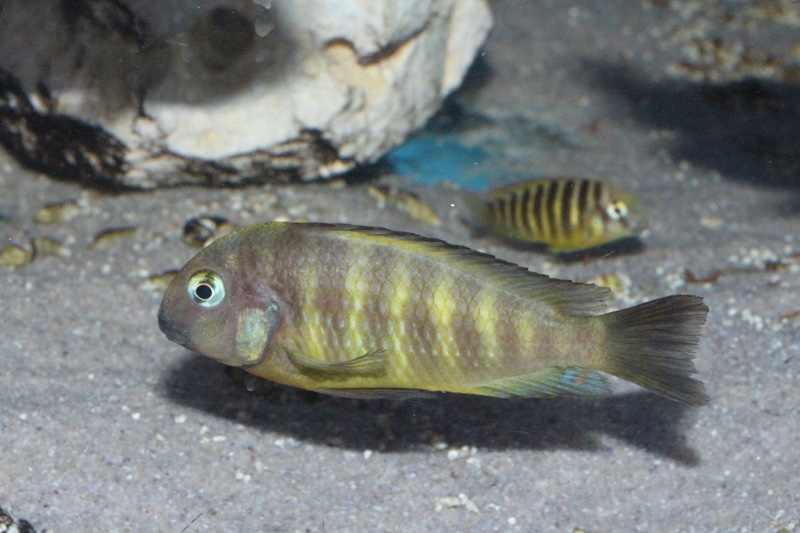 Tropheus brichardi 'Bulombora'